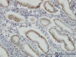 SP1 Antibody (1A5), Novus Biologicals 0.1 mg | Buy Online | Novus Biologicals | Fisher Scientific