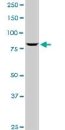 SP1 Antibody (4B11), Novus Biologicals 0.1 mg | Buy Online | Novus Biologicals | Fisher Scientific
