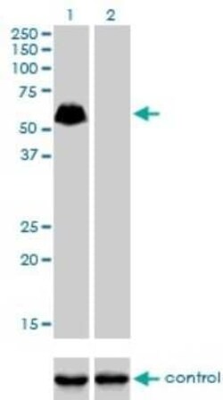 SP100 Antibody (1G6), Novus Biologicals 0.1 mg, Unconjugated:Antibodies,