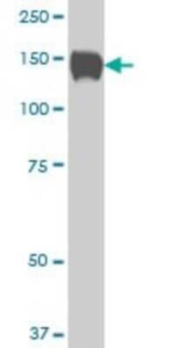 Novus Biologicals SP110 Antibody (6F11), Novus Biologicals 0.1 mg | Buy Online | Novus Biologicals&trade; | Fisher Scientific