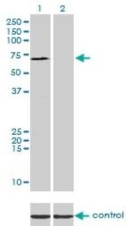 SP110 Antibody (8C8), Novus Biologicals 0.1 mg | Buy Online | Novus Biologicals | Fisher Scientific