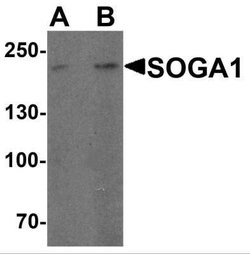 SPACA9 Antibody - BSA Free, Novus Biologicals 0.1 mg; Unconjugated:Antibodies,