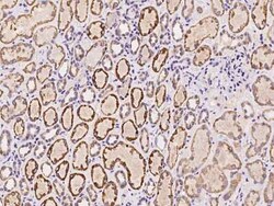 SPANXN4 Antibody, Novus Biologicals 50 &mu;g, Unconjugated:Antibodies,