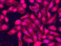 SPARC-like 1/SPARCL1 Rabbit anti-Human, Clone: 390, Novus Biologicals 50 &mu;g | Buy Online | Novus Biologicals | Fisher Scientific