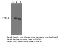 SPATA2L Antibody (Z2P2D5 C8) - BSA Free, Novus Biologicals:Antibodies:Primary