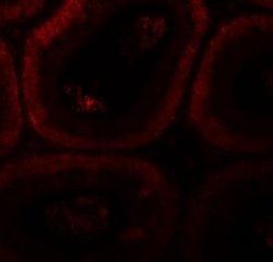 SPATA3 Antibody - BSA Free, Novus Biologicals 0.1 mg | Buy Online | Novus Biologicals | Fisher Scientific