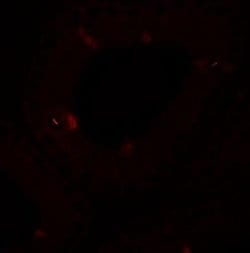 SPATA4 Antibody - BSA Free, Novus Biologicals 0.1 mg; Unconjugated:Antibodies,