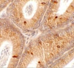 SPATA4 Antibody - BSA Free, Novus Biologicals 0.1 mg; Unconjugated:Antibodies,