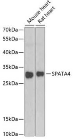 SPATA4 Antibody - BSA Free, Novus Biologicals 0.02 mL, Unconjugated:Antibodies,