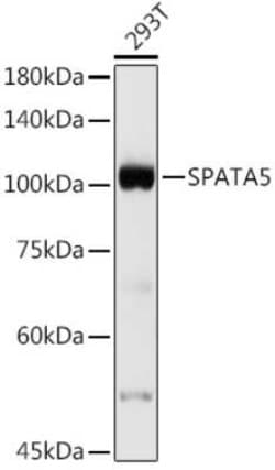 SPATA5 Rabbit anti-Human, Mouse, Rat, Polyclonal, Novus Biologicals 20