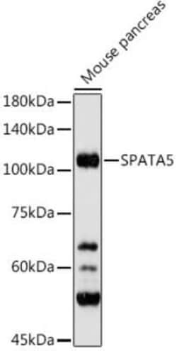 SPATA5 Rabbit anti-Human, Mouse, Rat, Polyclonal, Novus Biologicals 20