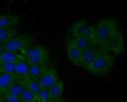 SPATA5L1, Mouse anti-Human,Rat, Clone: 16A2, Novus Biologicals 100 &mu;L | Buy Online | Novus Biologicals | Fisher Scientific