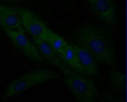 SPATA5L1, Mouse anti-Human,Rat, Clone: 16A2, Novus Biologicals 100 &mu;L | Buy Online | Novus Biologicals | Fisher Scientific