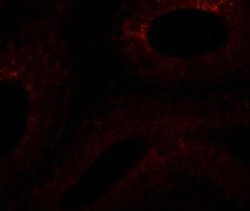 SPATA6 Antibody - BSA Free, Novus Biologicals 0.1 mg | Buy Online | Novus Biologicals | Fisher Scientific