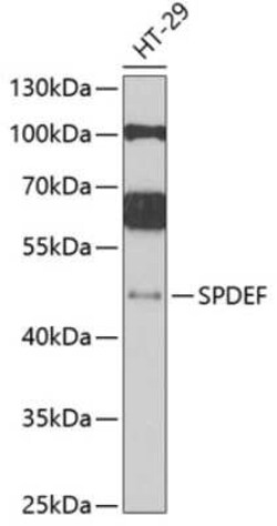 SPDEF Antibody - BSA Free, Novus Biologicals:Antibodies:Primary Antibodies