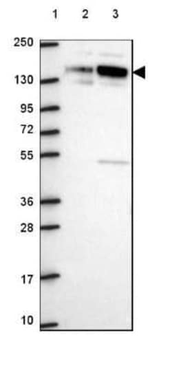 SPECC1L Antibody, Novus Biologicals:Antibodies:Primary Antibodies