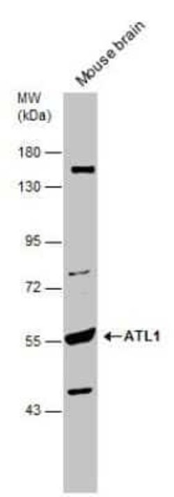 SPG3A Antibody, Novus Biologicals 100 &mu;g; Unconjugated:Antibodies, Polyclonal