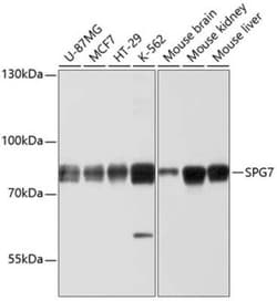 SPG7 Antibody - BSA Free, Novus Biologicals 0.1 mL, Unconjugated:Antibodies,
