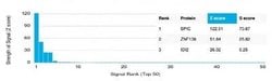 SPIC Mouse anti-Human, Clone: PCRP-SPIC-2C5, Novus Biologicals:Antibodies:Primary