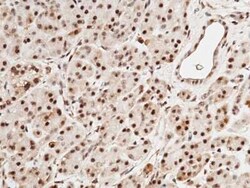 SPINK4 Antibody, Novus Biologicals 100 &mu;g; Unconjugated:Antibodies,