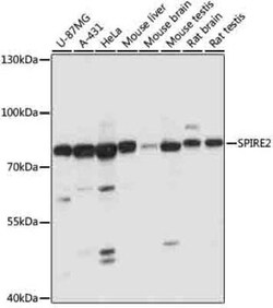 SPIRE2 Antibody - Azide and BSA Free, Novus Biologicals 0.02 mL; Unconjugated:Antibodies,