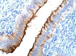 SPNS2 Antibody, Novus Biologicals 100 &mu;g; Unconjugated:Antibodies, Polyclonal