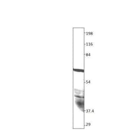 SPNS2 Antibody, Novus Biologicals 100 &mu;g; Unconjugated:Antibodies, Polyclonal