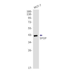 SPOP Antibody (S01-5B7), Novus Biologicals 50 &mu;g; Unconjugated:Antibodies,