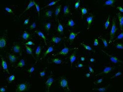 SPPL2a Antibody, Novus Biologicals 100 &mu;g; Unconjugated:Antibodies,