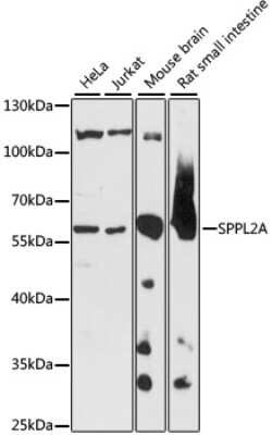 SPPL2a Antibody - Azide and BSA Free, Novus Biologicals 0.1 mL, Unconjugated:Antibodies,