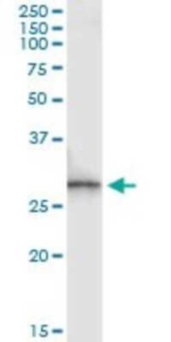 SPR Antibody (4F2), Novus Biologicals 0.1 mg | Buy Online | Novus Biologicals | Fisher Scientific