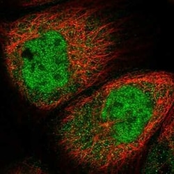 SPR Antibody, Novus Biologicals 25 &mu;L | Buy Online | Novus Biologicals | Fisher Scientific