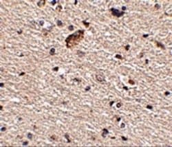 SPRED1 Antibody - BSA Free, Novus Biologicals 0.1 mg; Unconjugated:Antibodies,