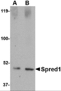 SPRED1 Antibody - BSA Free, Novus Biologicals 0.1 mg; Unconjugated:Antibodies,