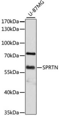 SPRTN Antibody - Azide and BSA Free, Novus Biologicals 0.1 mL; Unconjugated:Antibodies,