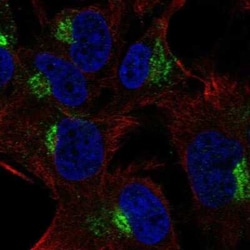 SPRY4 Antibody, Novus Biologicals:Antibodies:Primary Antibodies