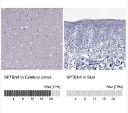 SPTBN4 Antibody, Novus Biologicals:Antibodies:Primary Antibodies