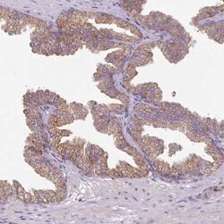 SQRDL Antibody, Novus Biologicals:Antibodies:Primary Antibodies