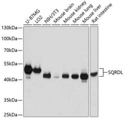 SQRDL Antibody - BSA Free, Novus Biologicals 0.1 mL, Unconjugated:Antibodies,