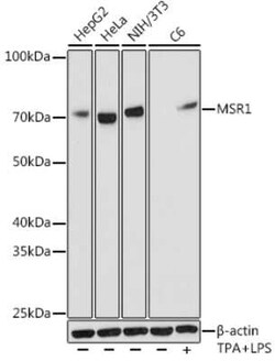 SR-AI/MSR Rabbit anti-Human, Mouse, Rat, Clone: 10O8B0, Novus Biologicals 20 &mu;g | Buy Online | Novus Biologicals | Fisher Scientific