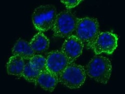 SR-AI/MSR Rabbit anti-Mouse, Clone: 4, Novus Biologicals:Anticuerpos:Anticuerpos
