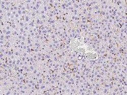 SR-AI/MSR Rabbit anti-Mouse, Clone: 4, Novus Biologicals:Anticuerpos:Anticuerpos