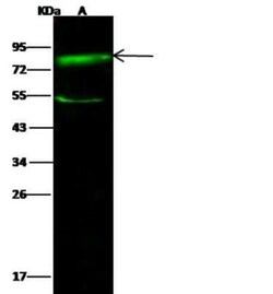 SR-BI Antibody, Novus Biologicals:Antibodies:Primary Antibodies