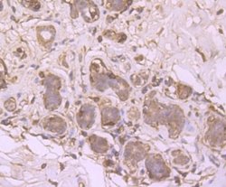 SRC1 Rabbit anti-Human, Clone: JB66-31, Novus Biologicals 100 &mu;l; Unconjugated:Antibodies,