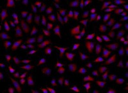 SRCRB4D Antibody, Novus Biologicals 50 &mu;g; Unconjugated:Antibodies,