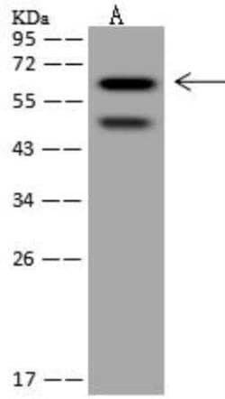 SRCRB4D Antibody, Novus Biologicals 50 &mu;g; Unconjugated:Antibodies,