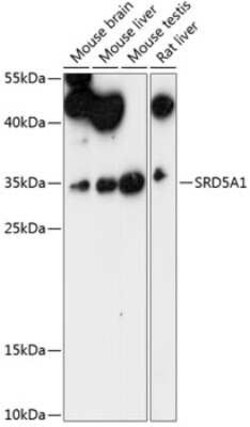 SRD5A1 Antibody - Azide and BSA Free, Novus Biologicals 0.1 mL; Unconjugated:Antibodies,
