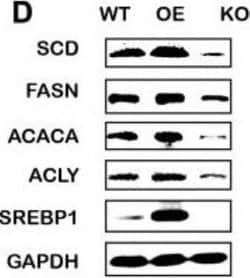 SREBP1 Antibody (2A4) - Azide and BSA Free, Novus Biologicals 0.1 mL; Unconjugated:Antibodies,