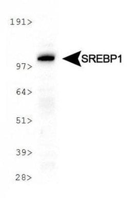 SREBP1 Antibody (2A4) - Azide and BSA Free, Novus Biologicals 0.1 mL; Unconjugated:Antibodies,