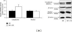 SREBP1 Antibody (2A4) - Azide and BSA Free, Novus Biologicals 0.1 mL; Unconjugated:Antibodies,